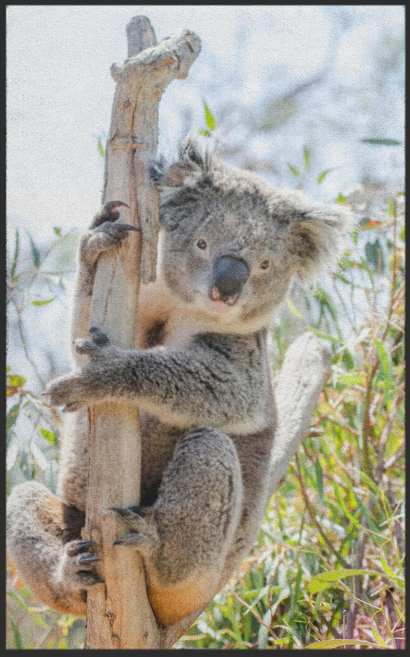 Fussmatte Koala 7596