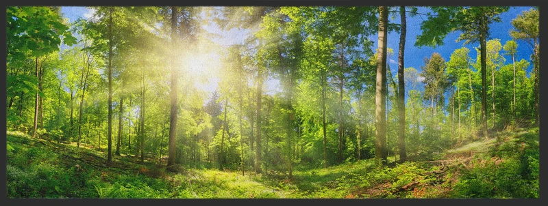 Läufer Wald 10284