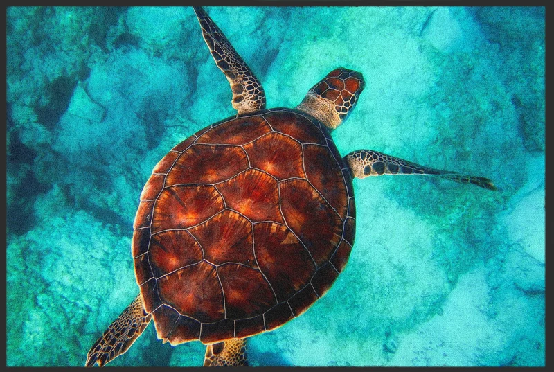 Fussmatte Schildkröte 10654
