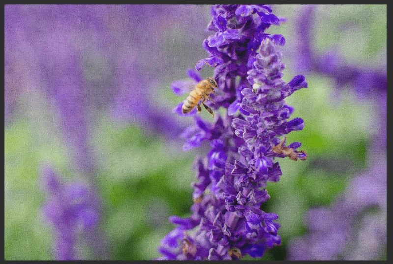 Fussmatte Lavendel 10649