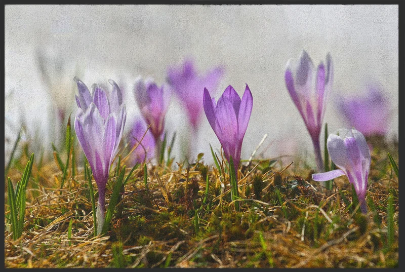 Fussmatte Krokus 10648
