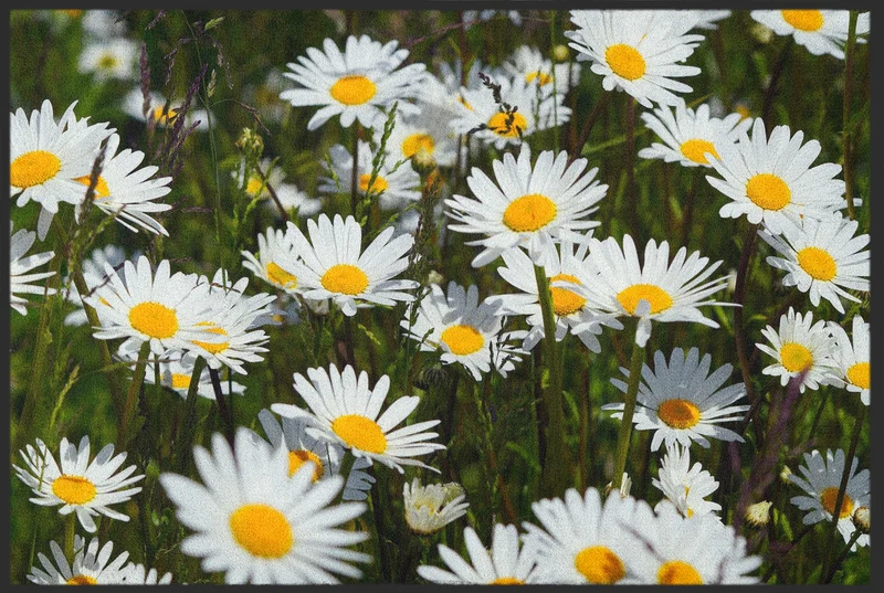 Fussmatte Gänseblümchen 10647