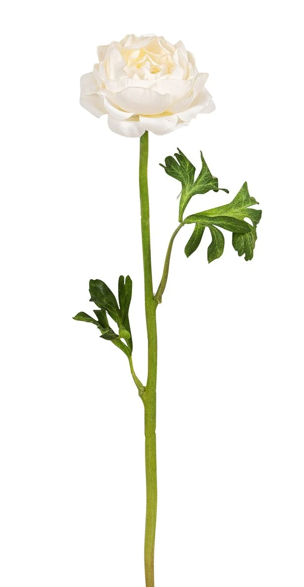 Ranunkel 46 cm langer Blütenstiel mit Blüte