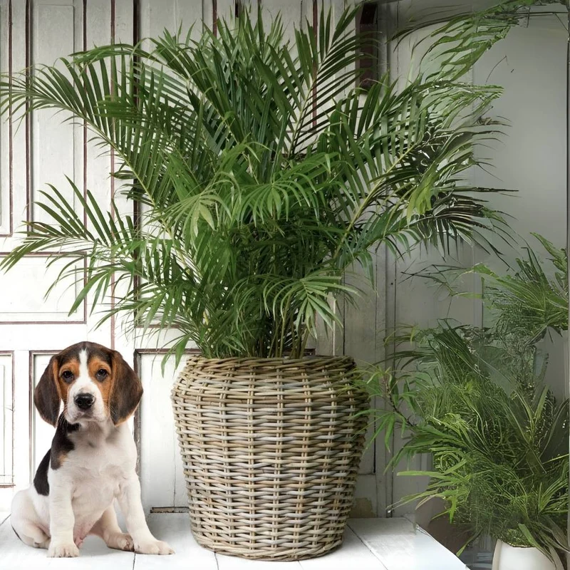Pflanzkorb BÜSUM Natural Grey ca. 50cm Natur-Rattan Korb Übertopf