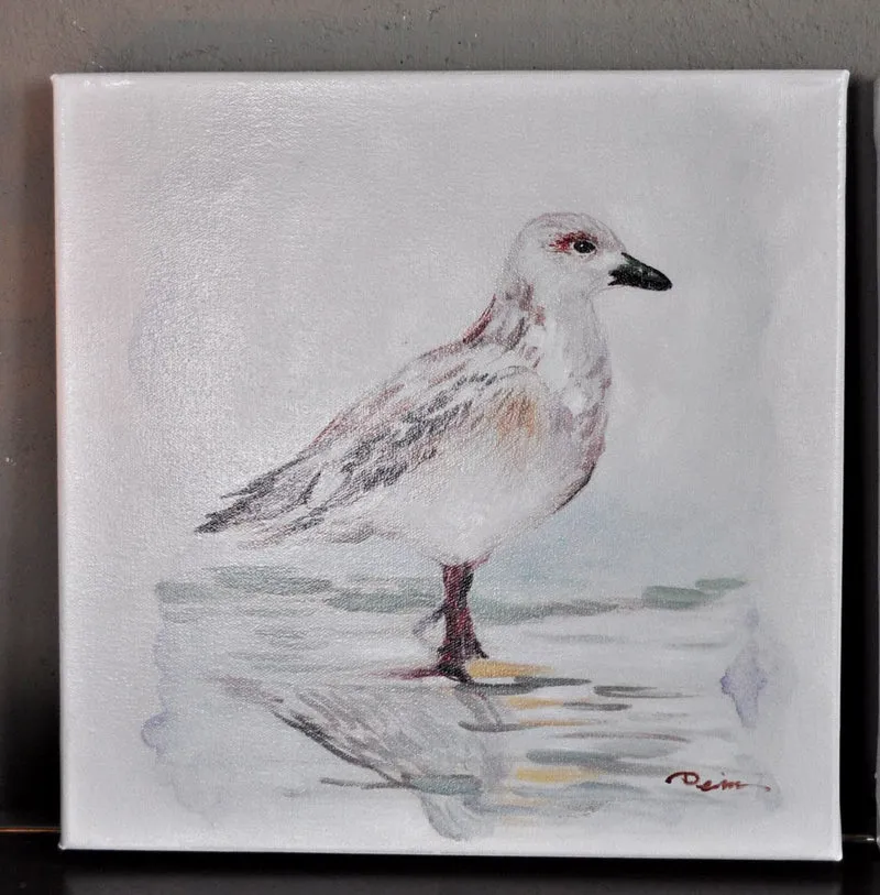 Leinwandbild Möwen am Meer 40 x 40 cm