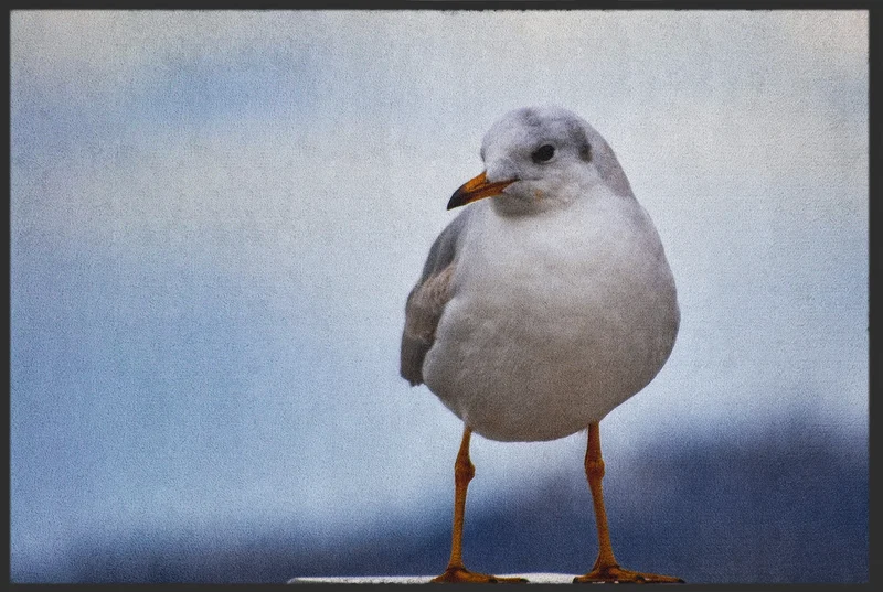Fussmatte Möwe 10969