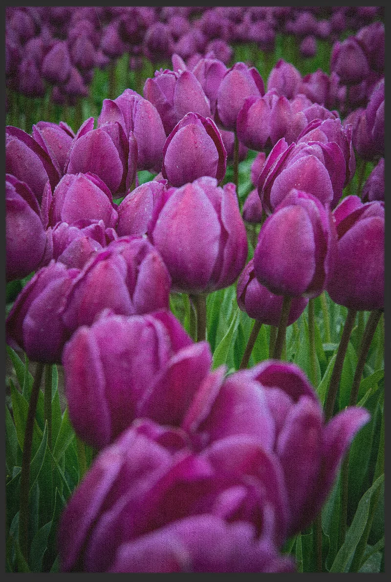 Fussmatte Tulpe 10910