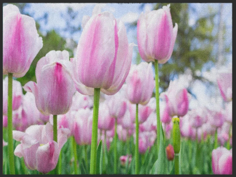 Fussmatte Tulpe 4985