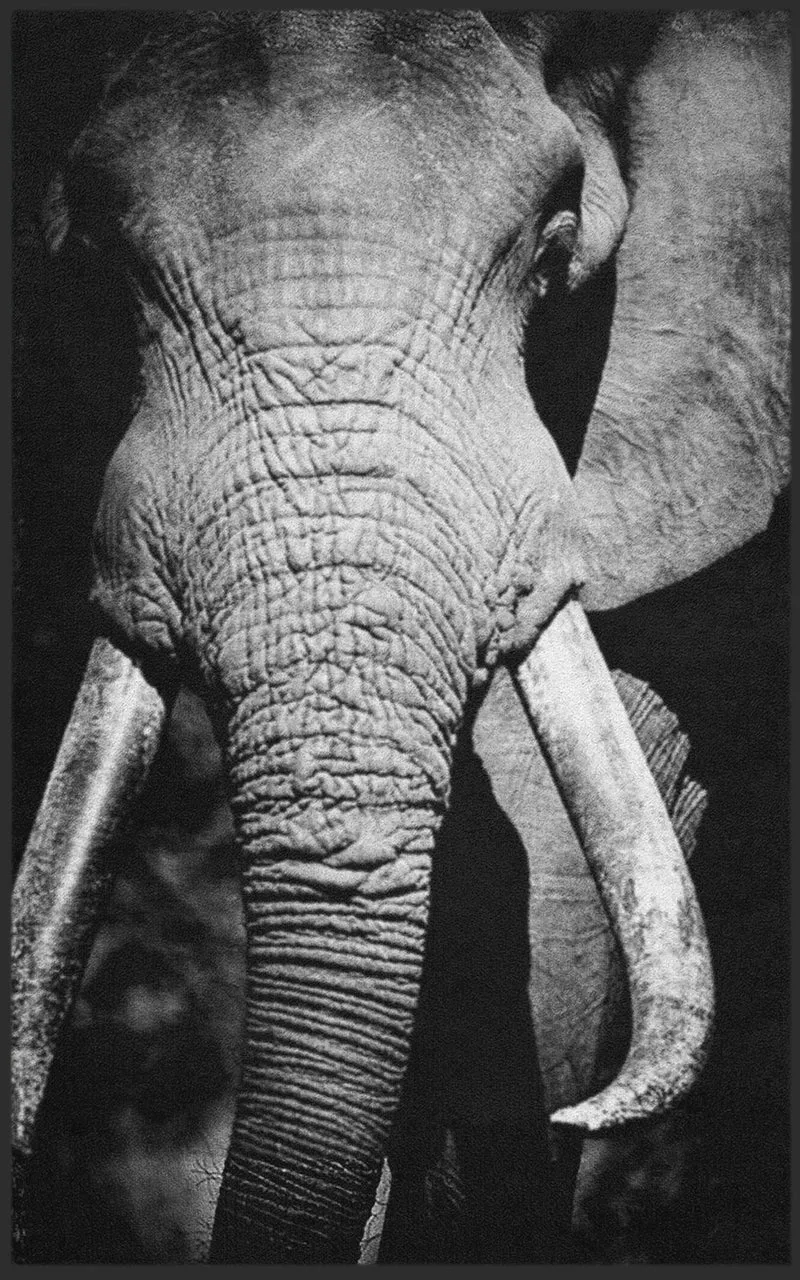 Fussmatte Elefant 7786
