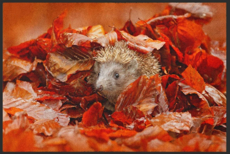 Fussmatte Igel 4533