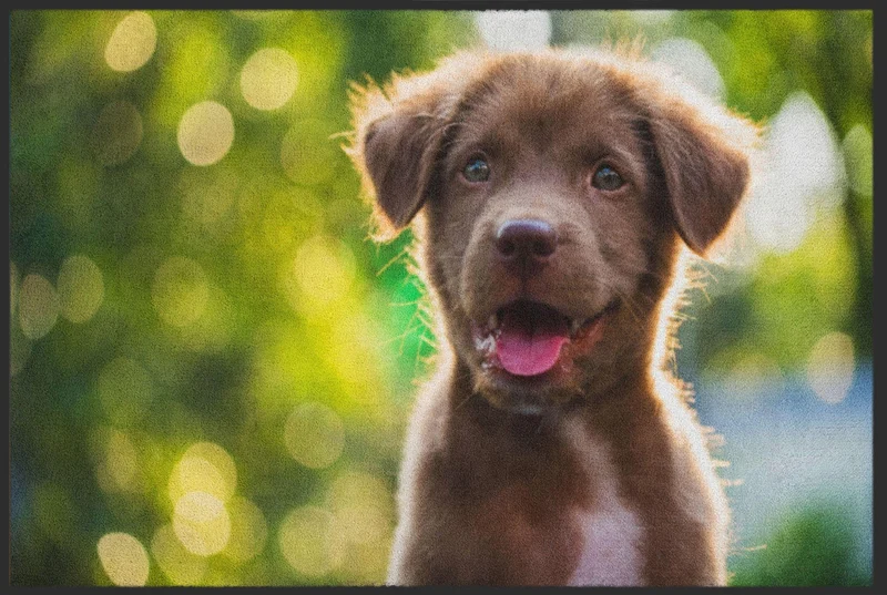 Fussmatte Hund 4531