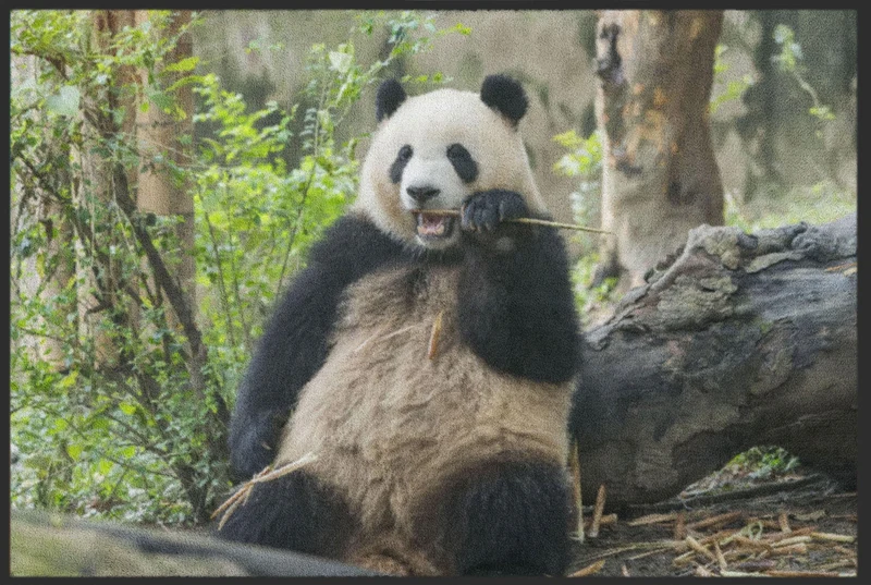 Fussmatte Pandabär 4526
