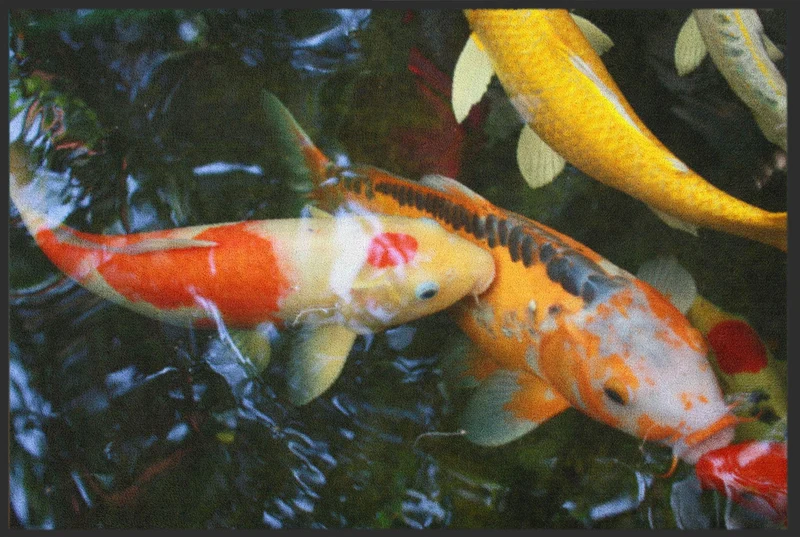 Fussmatte Koi 6098