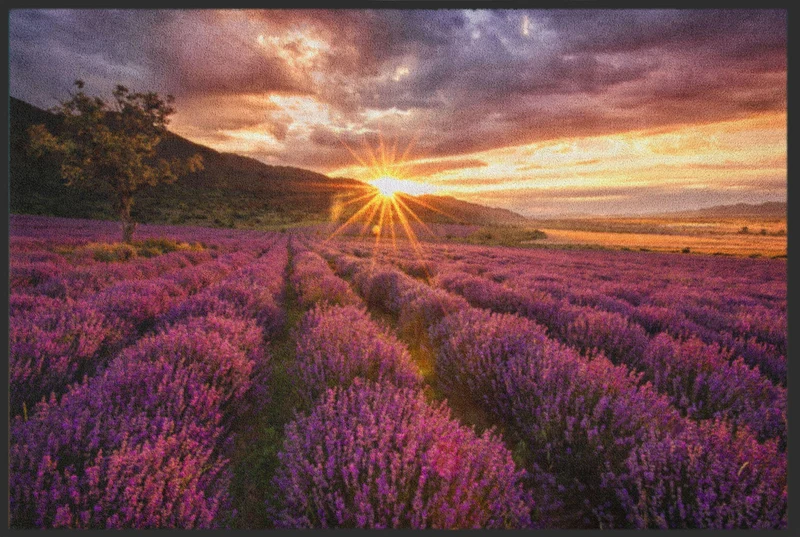 Fussmatte Lavendel 4865