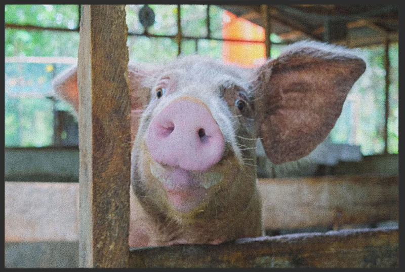 Fussmatte Schwein 4815