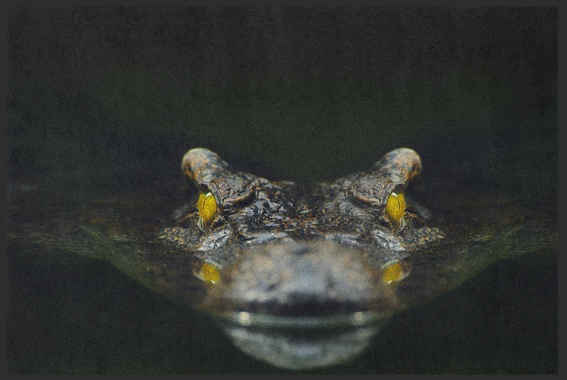 Fussmatte Krokodil 10804