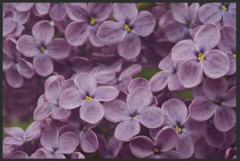 Fussmatte 10568